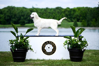 Mike Eshbach Dogs
